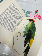Load image into Gallery viewer, Llyfr ‘A Bird Book for the Pocket’ gan Edmund Sandars o 1943 / ‘A Bird Book for the Pocket’ by Edmund Sandars from 1943