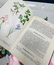 Load image into Gallery viewer, Argraffiad 1af o ‘The Book of House Plants’ gan Stanley B. Whitehead o 1965 / 1st Edition of ‘The Book of House Plants’ by Stanley B. Whitehead from 1965