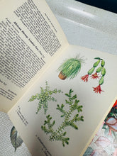 Load image into Gallery viewer, Argraffiad 1af o ‘The Book of House Plants’  gan Stanley B. Whitehead o 1965 / 1st Edition of ‘The Book of House Plants’ by Stanley B. Whitehead from 1965
