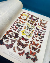 Load image into Gallery viewer, ‘The Standard Dictionary of the English Language - Volume 1 - A to L’ o / from 1920

