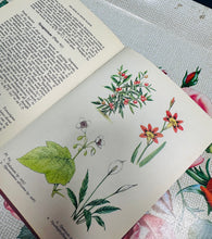 Load image into Gallery viewer, Argraffiad 1af o ‘The Book of House Plants’  gan Stanley B. Whitehead o 1965 / 1st Edition of ‘The Book of House Plants’ by Stanley B. Whitehead from 1965
